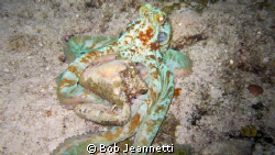 Octopus on night dive by Bob Jeannetti 